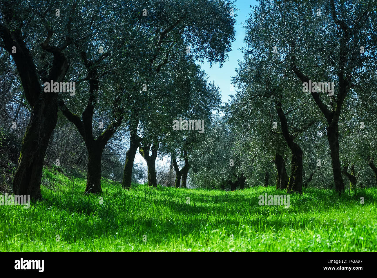 Olive grove in spring Stock Photo