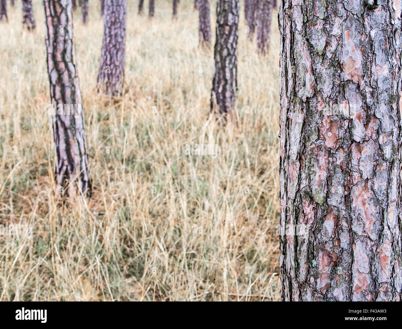 Pine trees, dry grass, minimalistic forest scenery Stock Photo - Alamy