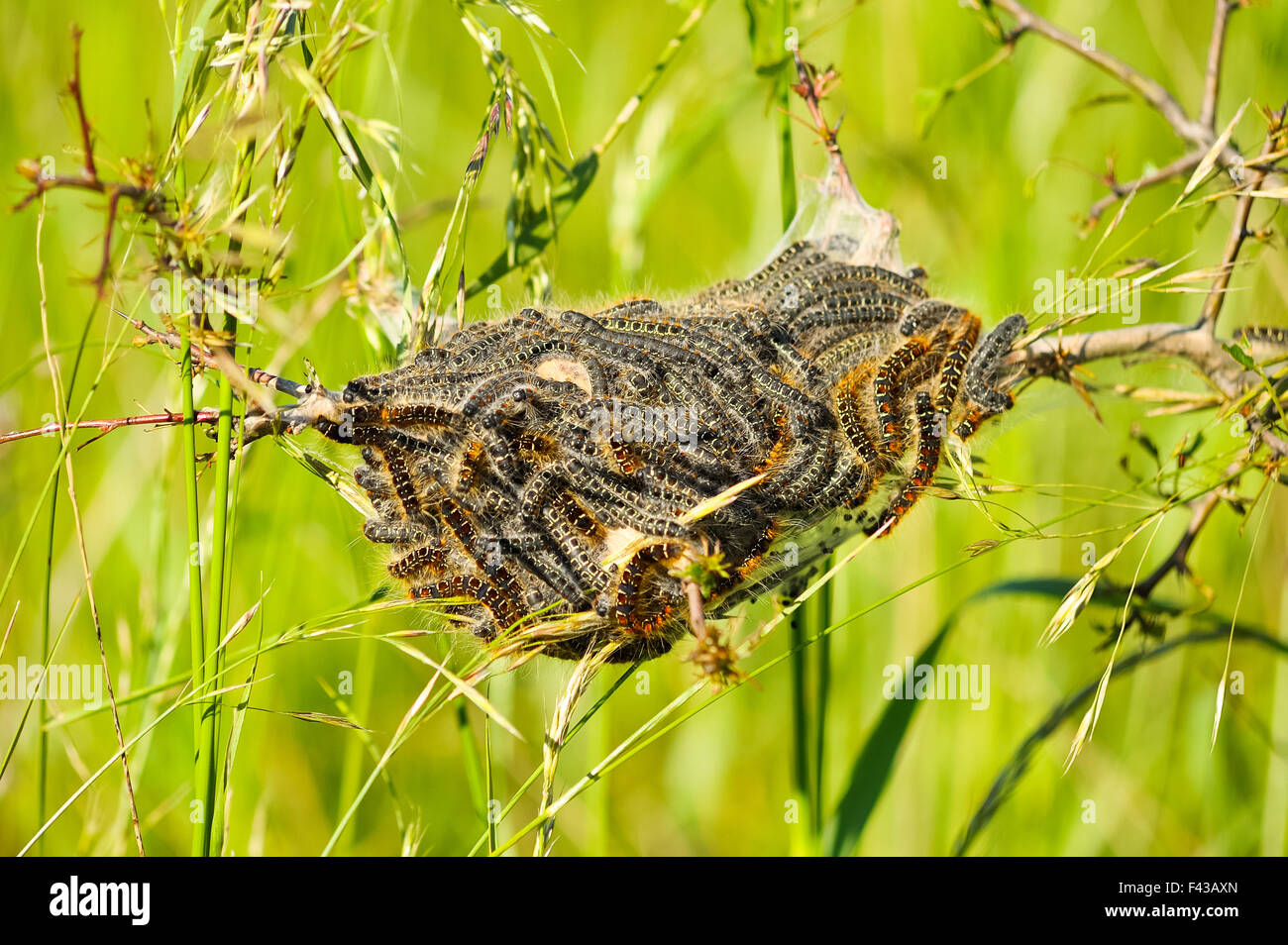 Oak processionary moth nest allergy Stock Photo Alamy