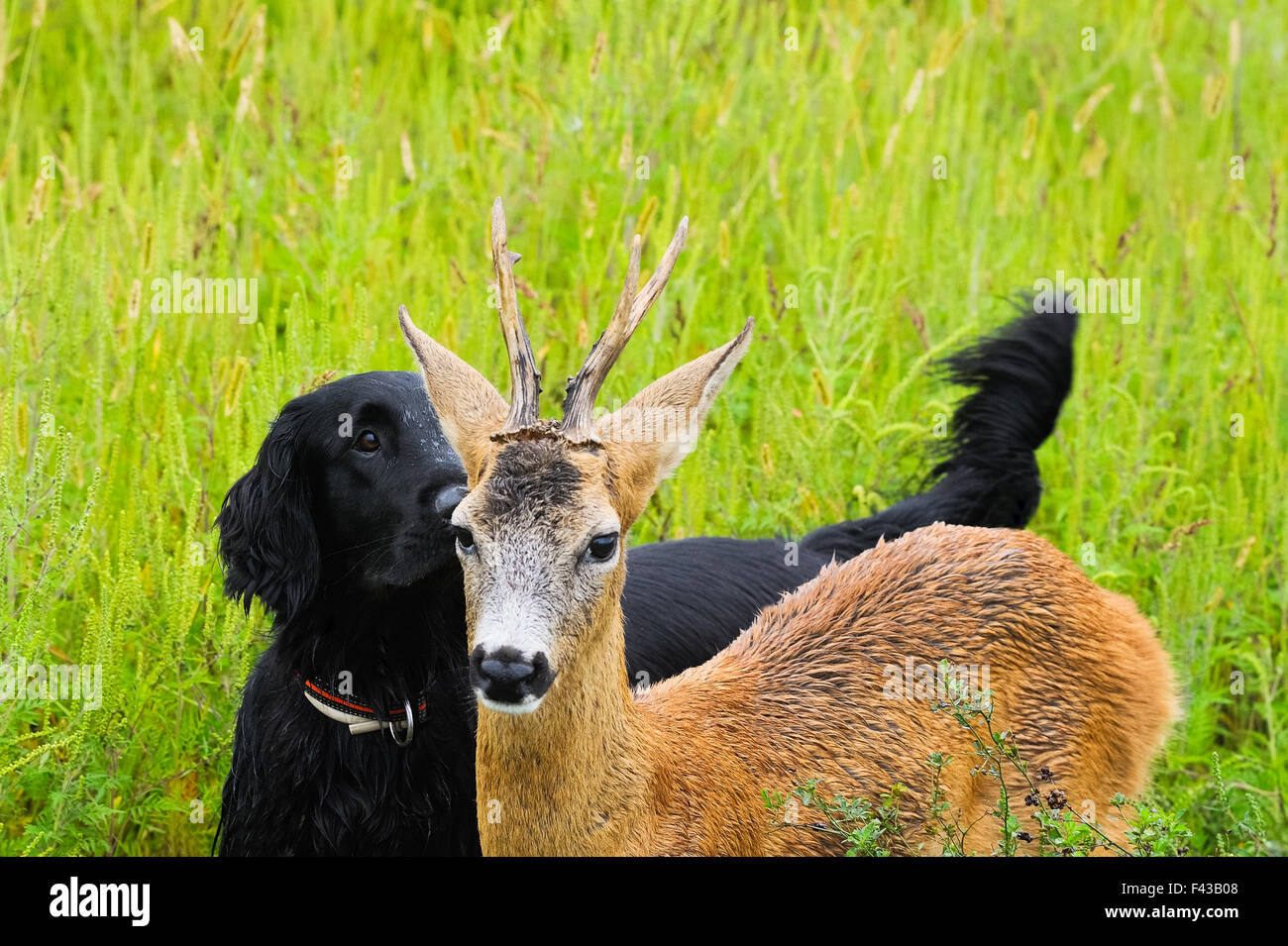 Friendship between dog and deer Stock Photo
