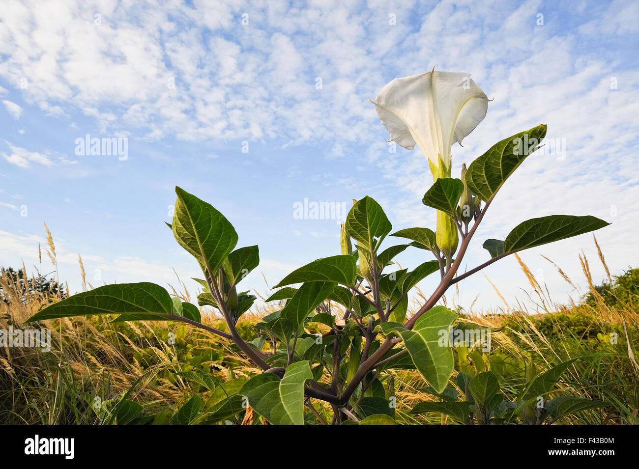 Plant called angel's trumpet Stock Photo