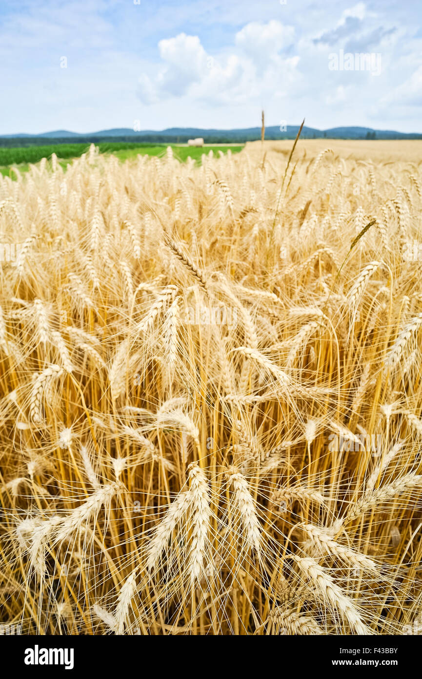 Grain field ready for harvest Stock Photo - Alamy