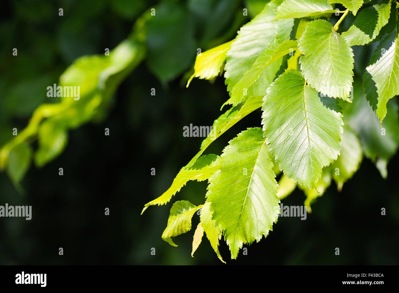 Green leaves on tree in spring Stock Photo