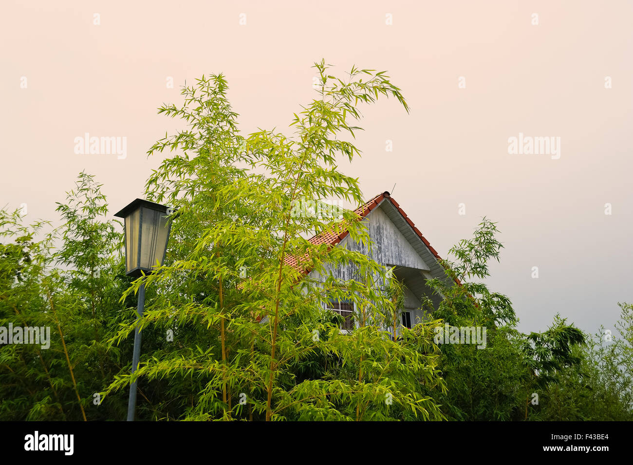Bamboo overgrown front of a house Stock Photo