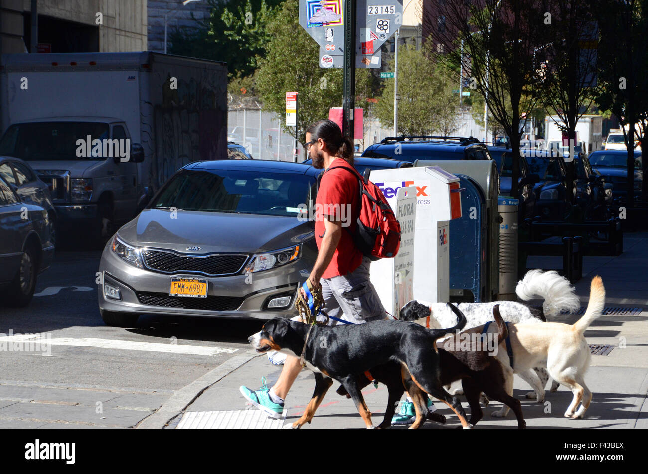 dog walker with dogs in brooklyn nyc Stock Photo Alamy