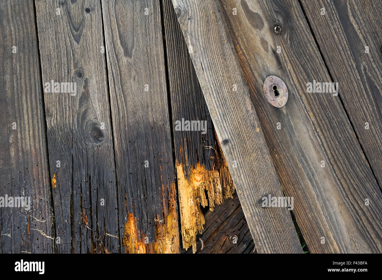 Damaged plank of wood by Woodworm Stock Photo