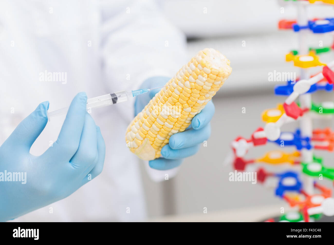 Biologist examining corn with syringe Stock Photo - Alamy