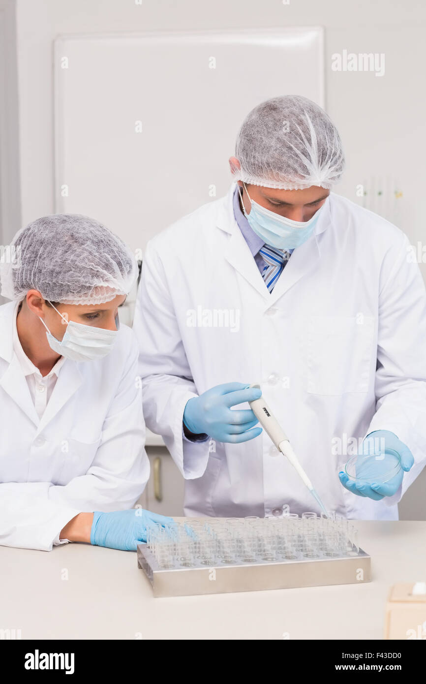 Scientists working with petri dish Stock Photo Alamy