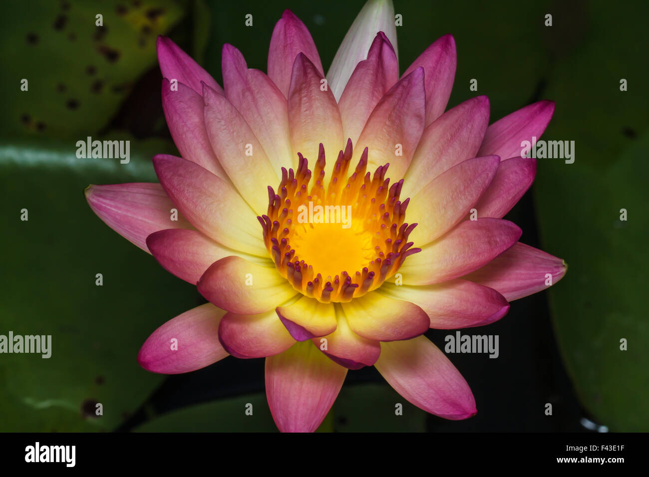 Yellow water lily Stock Photo - Alamy