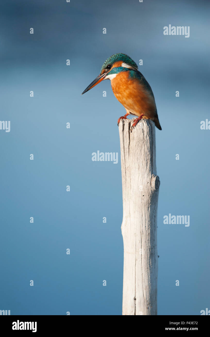 Common kingfisher (Alcedo atthis) on a stick Stock Photo