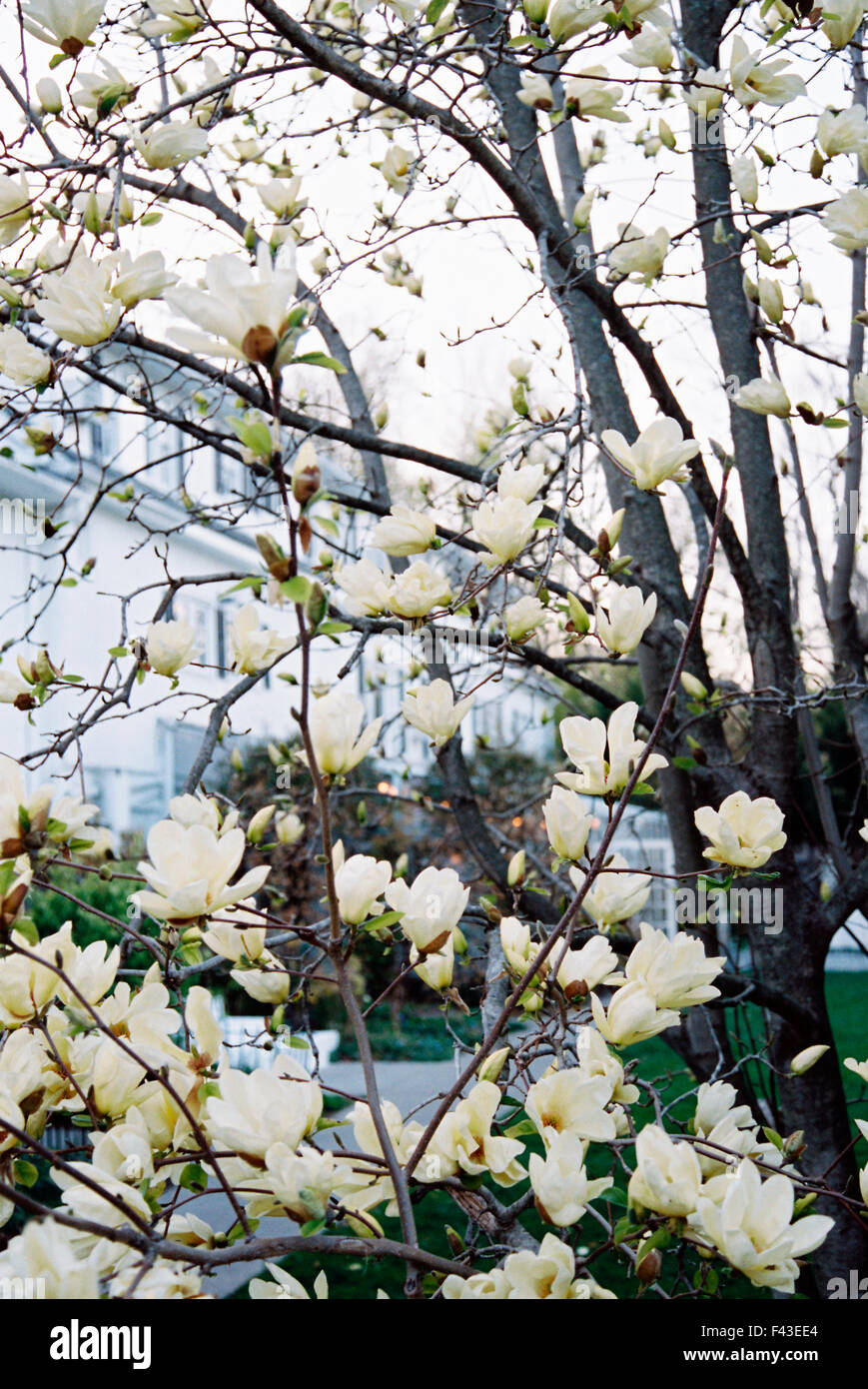 A magnolia tree with large creamy blossoms, flowering in a hotel garden. Stock Photo