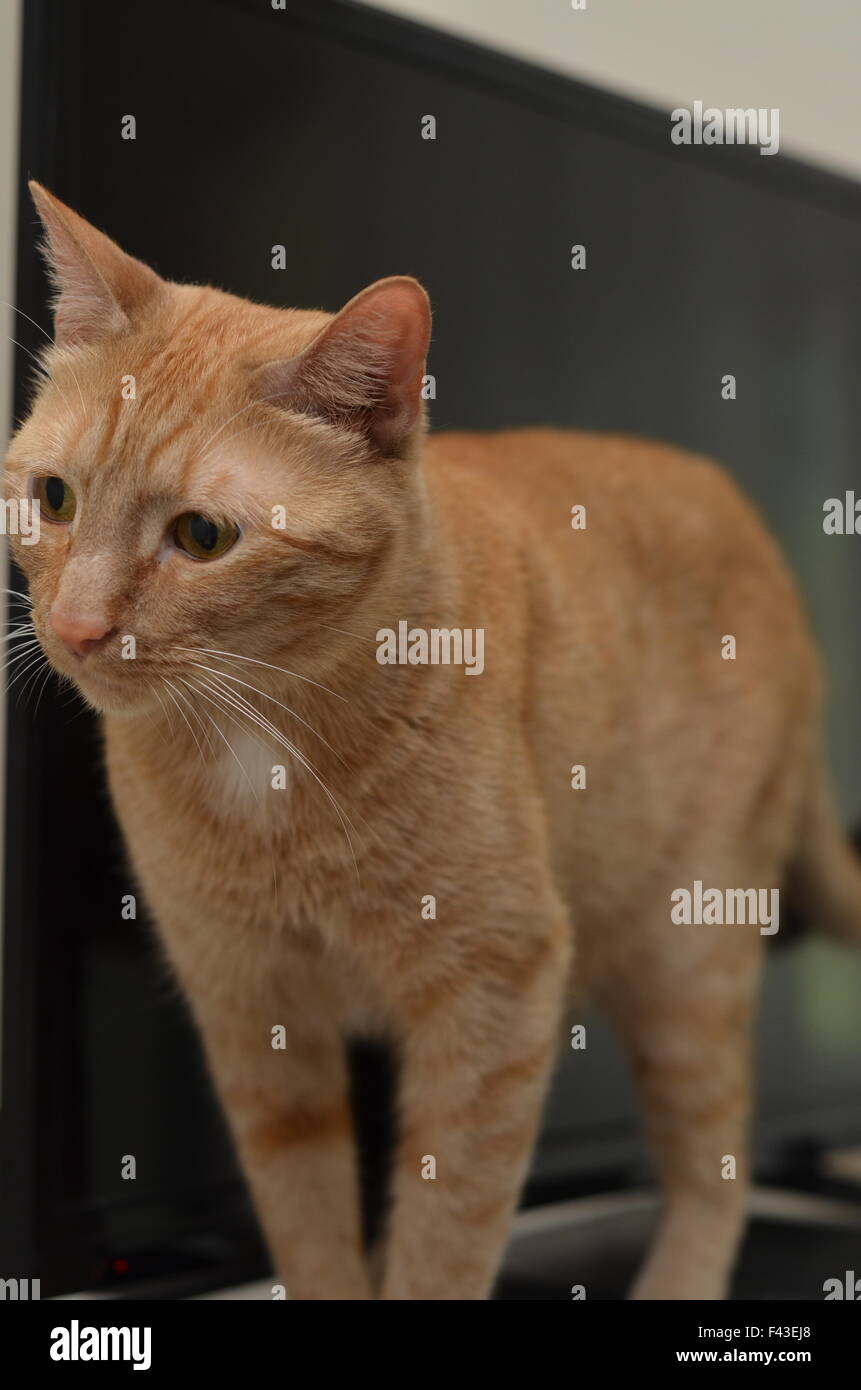 For Sale Stock Photo Alamy For Sale Stock Photo Alamy