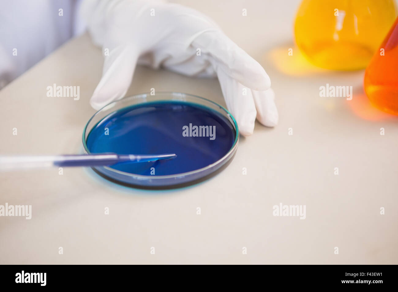 Scientist examining petri dish Stock Photo - Alamy