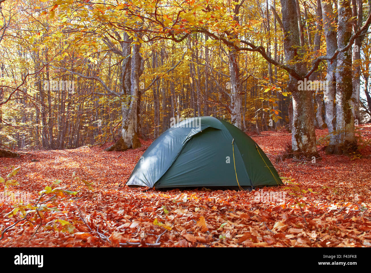 Green tent in the forest Stock Photo - Alamy