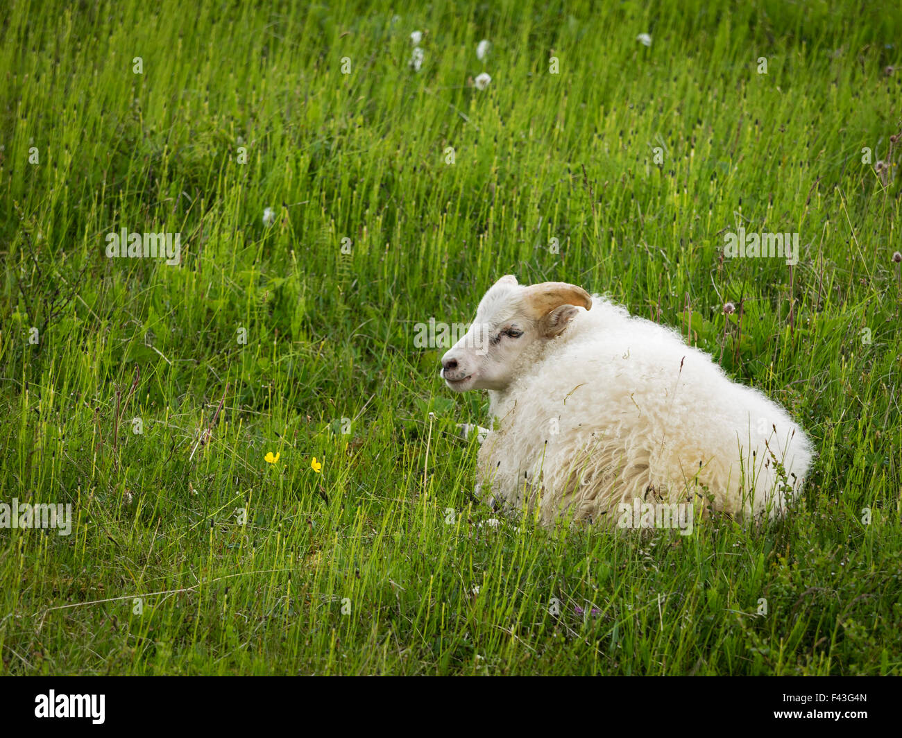 A goat resting in the long grass. Stock Photo