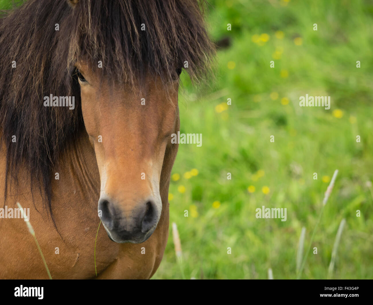 An Icelandic bay horse with long mane and forelock Stock Photo Alamy