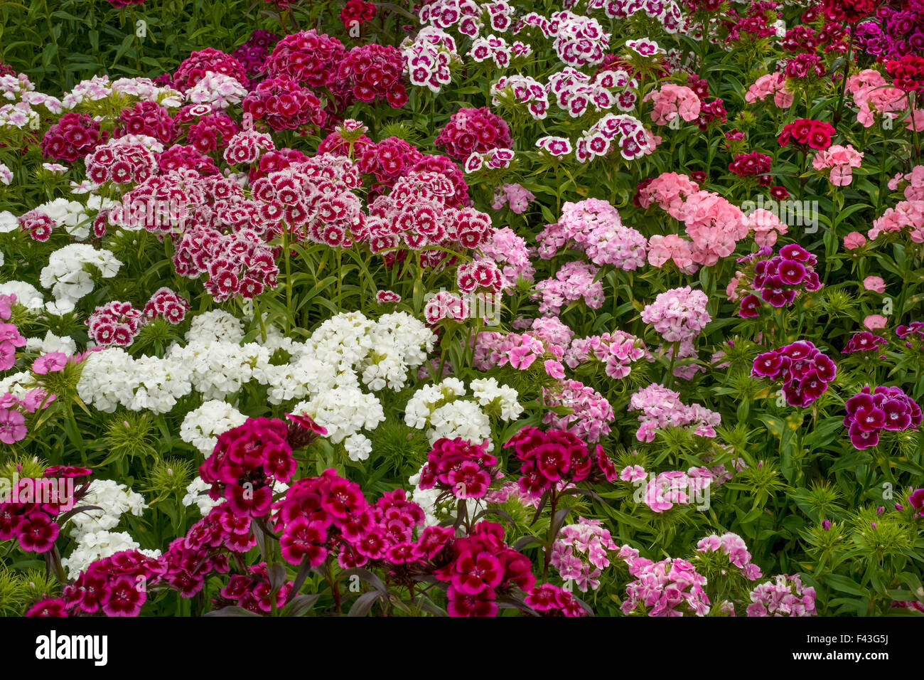 Sweet william dianthus flowering plants, perennials in the garden Stock Photo
