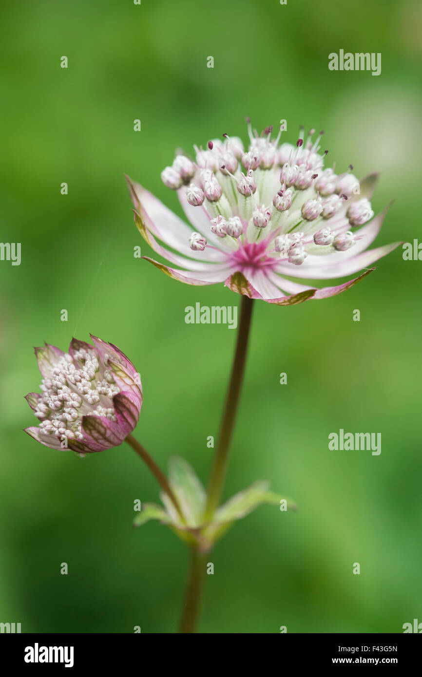 An astrantia flowering plant in a cottage garden with delicate flowerheads. Stock Photo