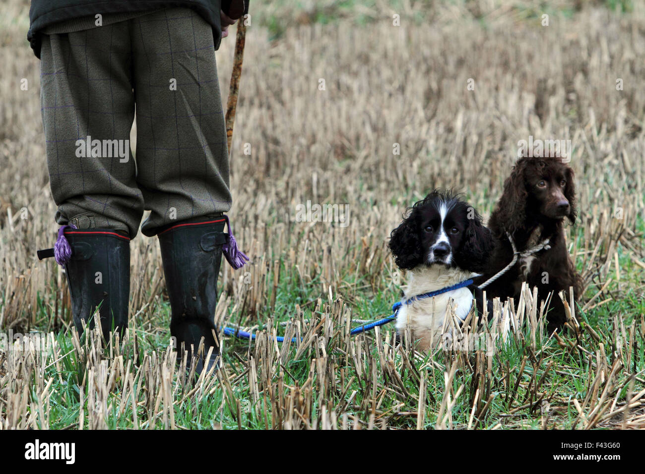 A pheasant shoot. Two trained gundogs, a spaniel and retriever alert but still, waiting to work, and a handler, man Stock Photo