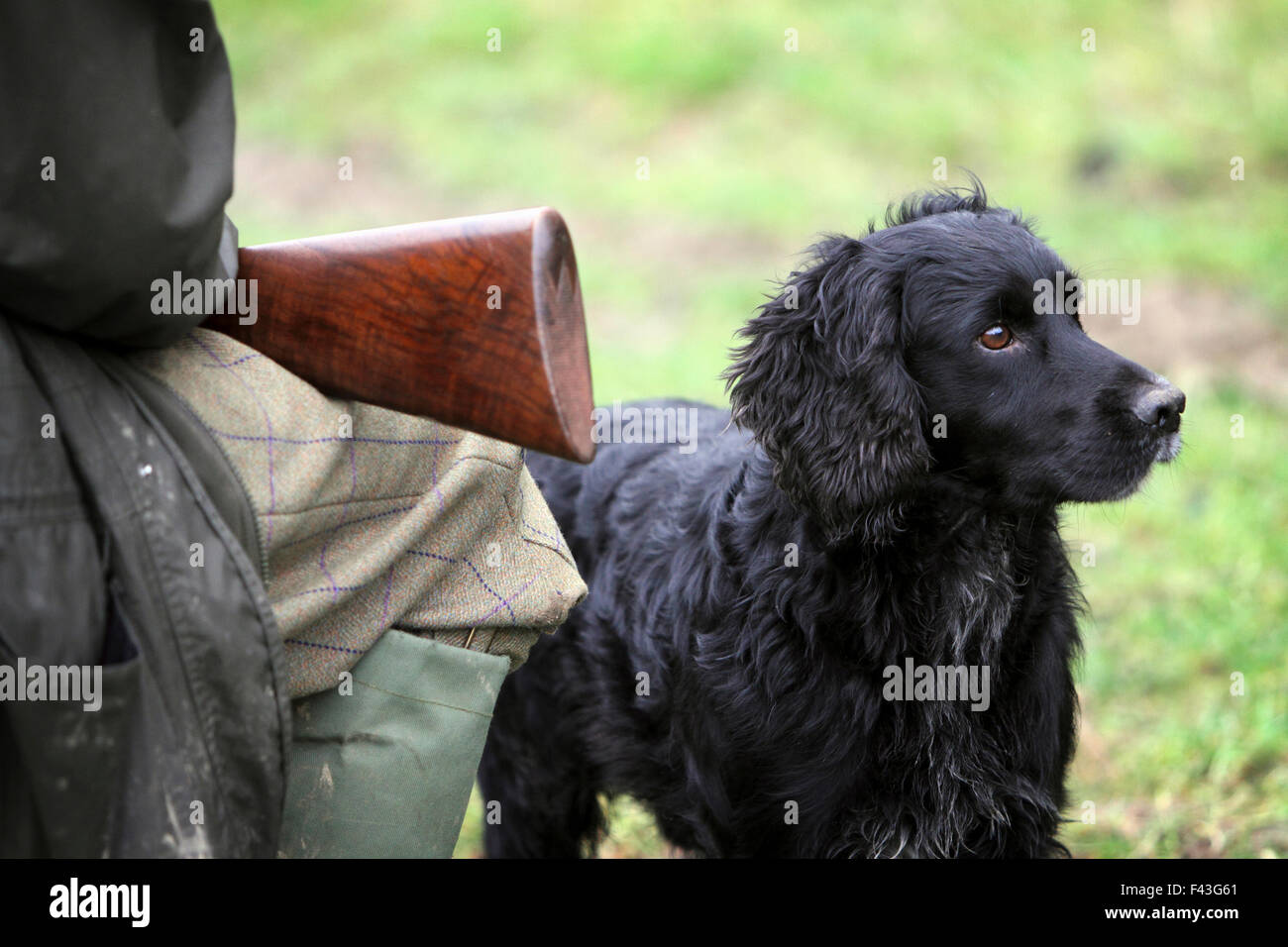 A pheasant shoot.  An alert black trained gundog, a retriever beside a man seated with a gun on his knees. Stock Photo