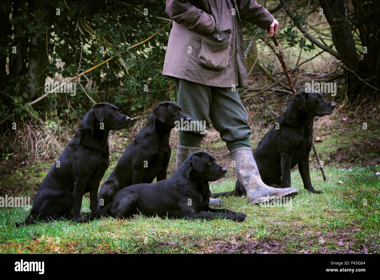 A man holding a beater's stick with four black labrador gundogs, out on a shoot. Stock Photo