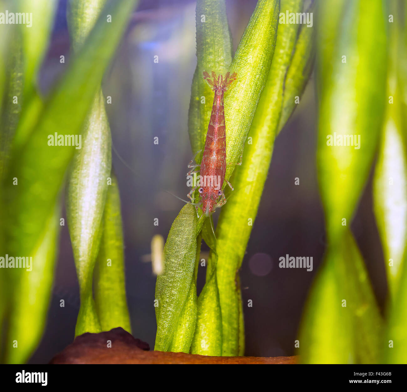 Cherry shrimp Stock Photo