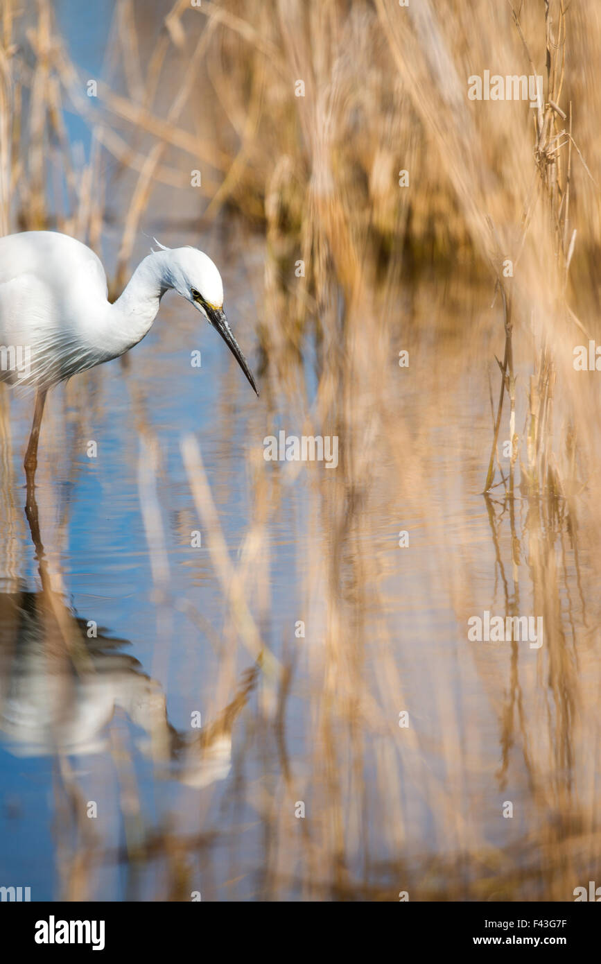 Little egret (Egretta garzetta) hunting between the reeds Stock Photo