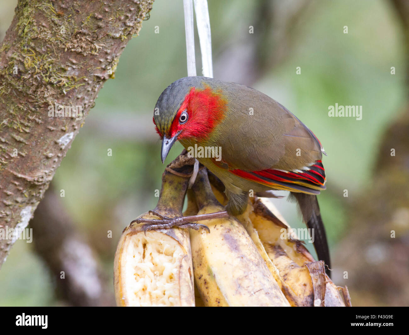 The beautiful Red-faced Liocichla with it's favourite food - bananas Stock Photo