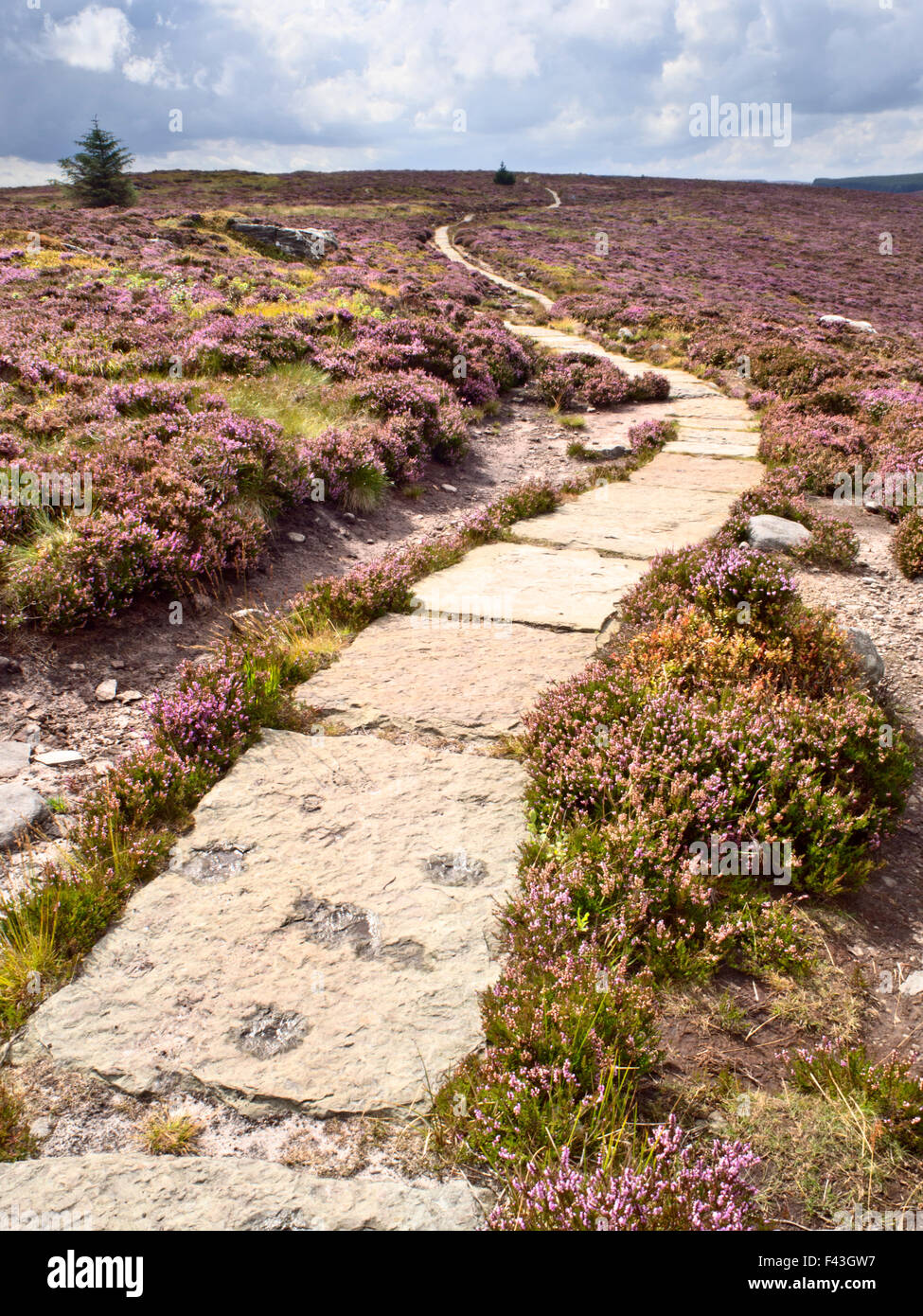 Stone Flagged Footpath across Heather Moorland in the Simonside Hills