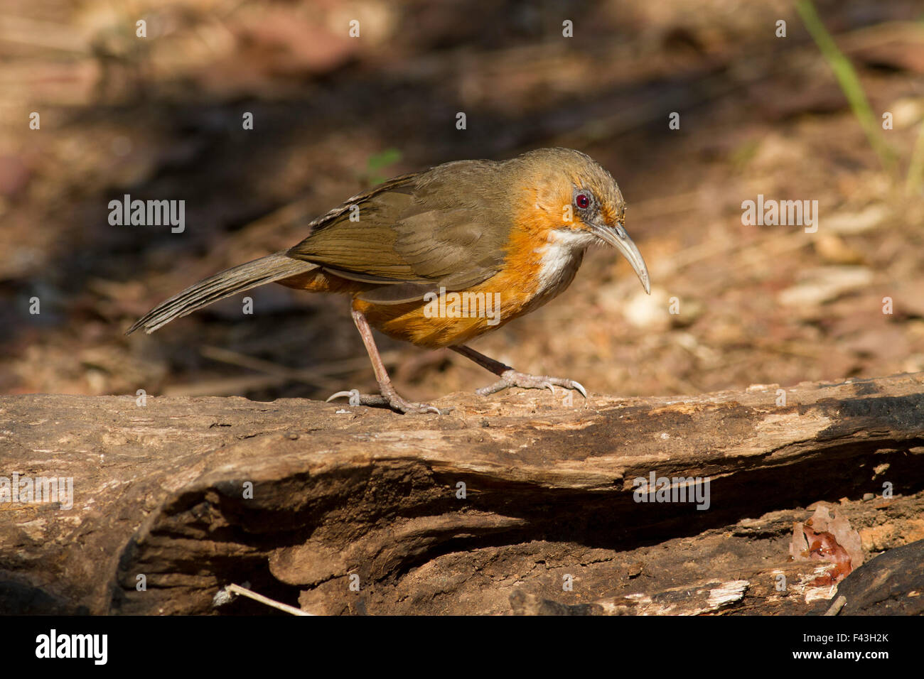 A Rusty-cheeked Scimitar-Babbler looking for larvae in a log on Doi Lang in Chiang Mai Province in Northern Thailand Stock Photo