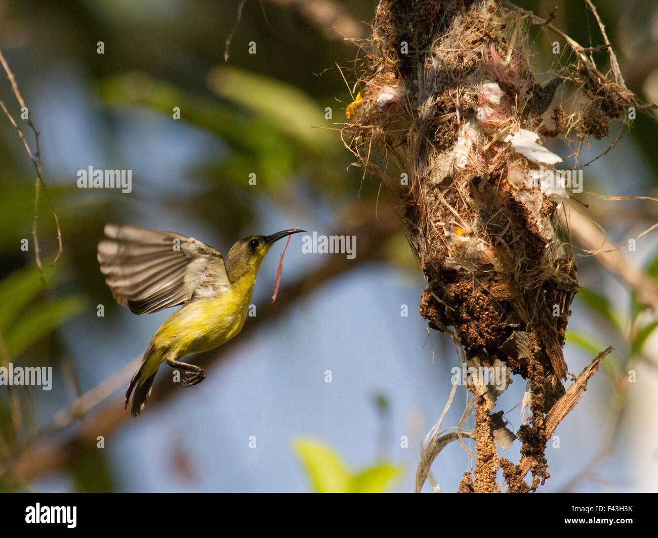 A female Olivebacked Sunbird nest building in a garden in the