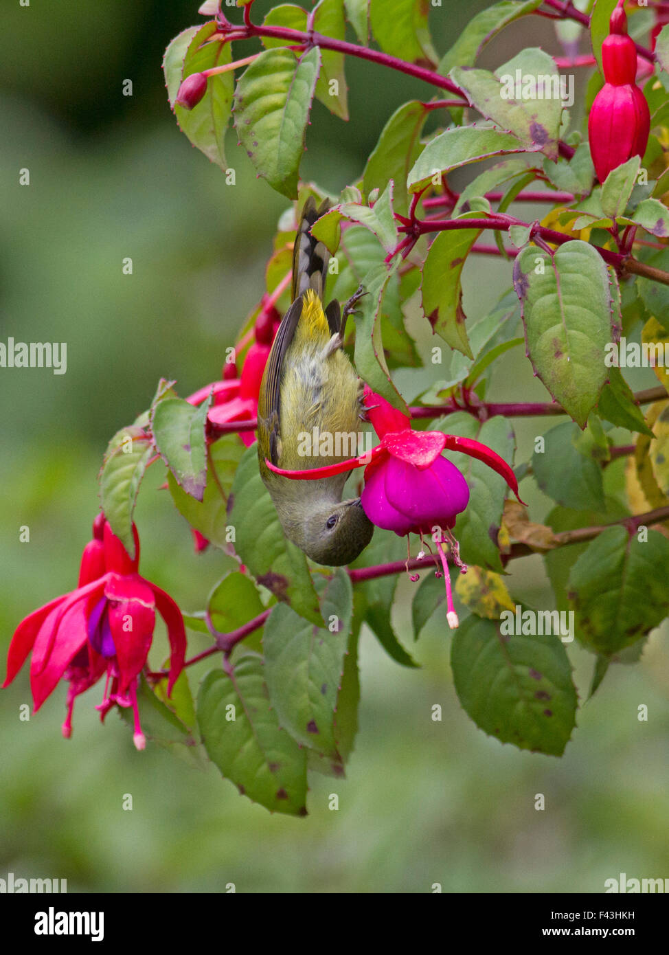 A female Greentailed Sunbird sipping nectar from a Fuchsia flower near