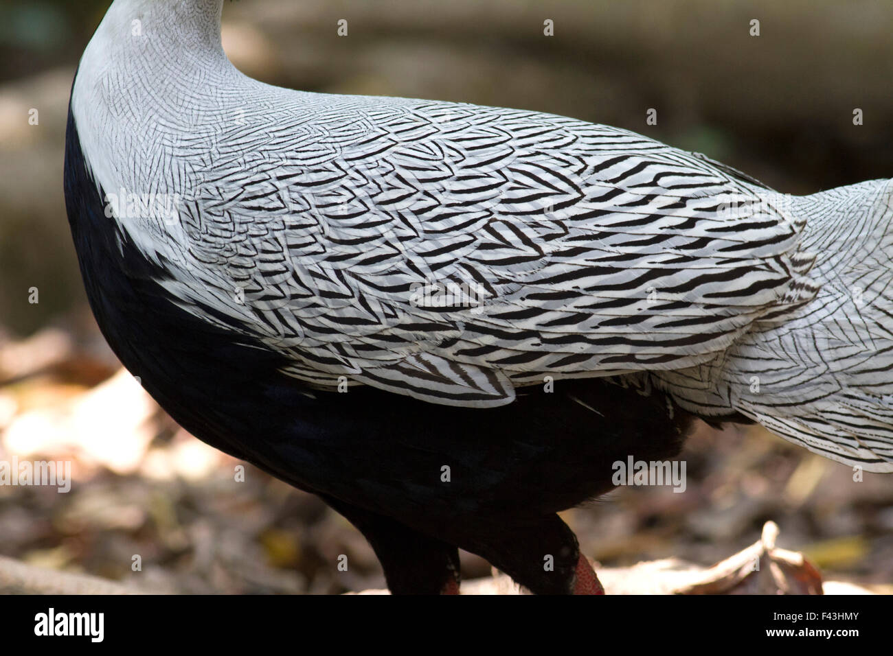 A male Silver Pheasant showing details of the striking plumage in Phukhieu Wildlife Sanctuary, Chiayaphum, North East Thailand Stock Photo