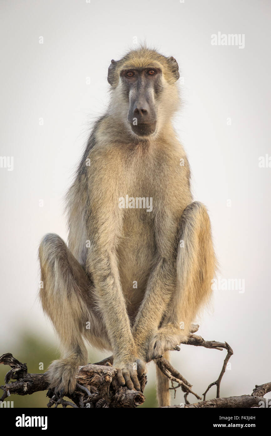 Kinda baboon (Papio cynocephalus kindae), South Luangwa National Park, Sambia Stock Photo