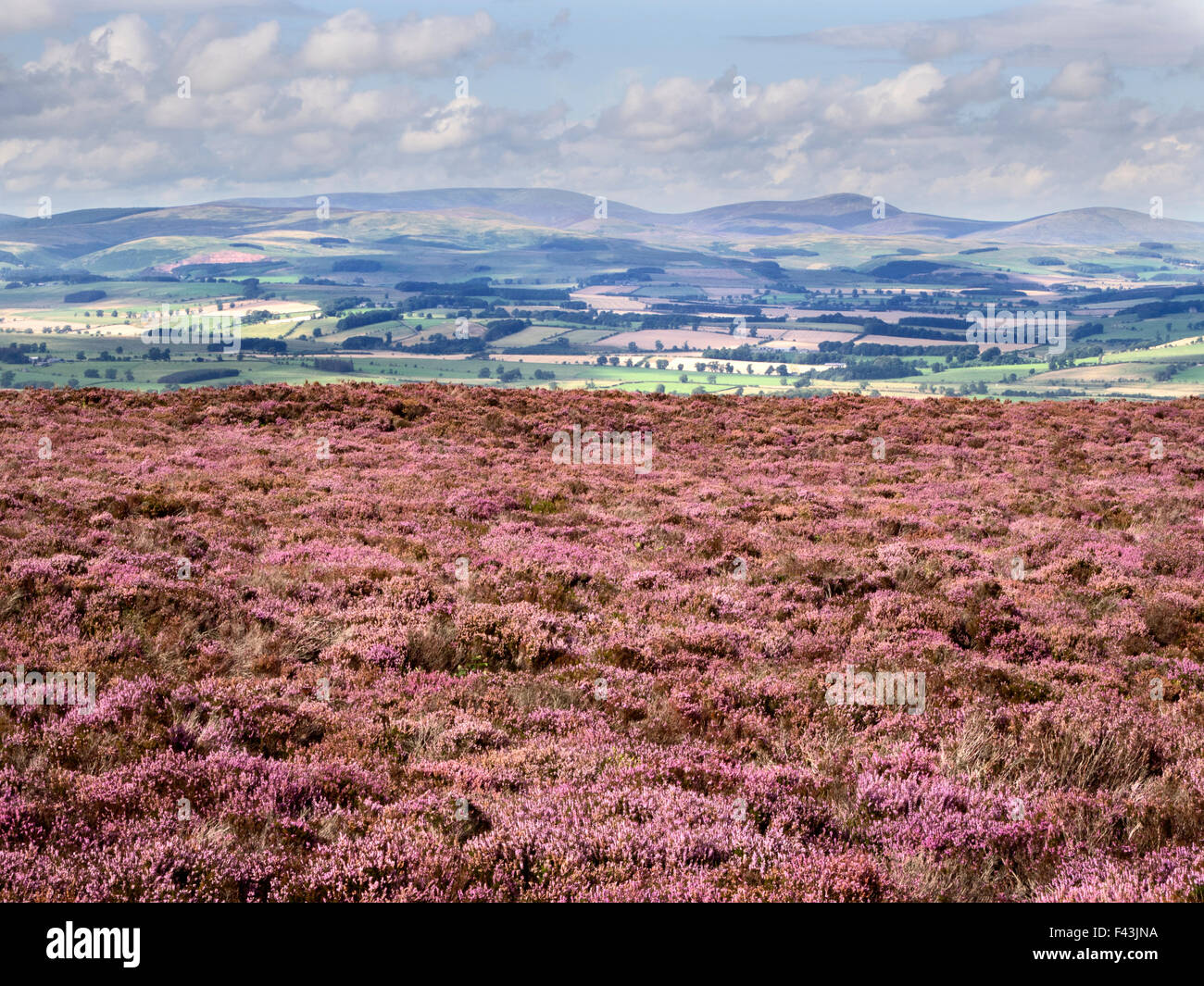 Heather Moorland in the Simonside Hills with Coquetdale beyond near ...