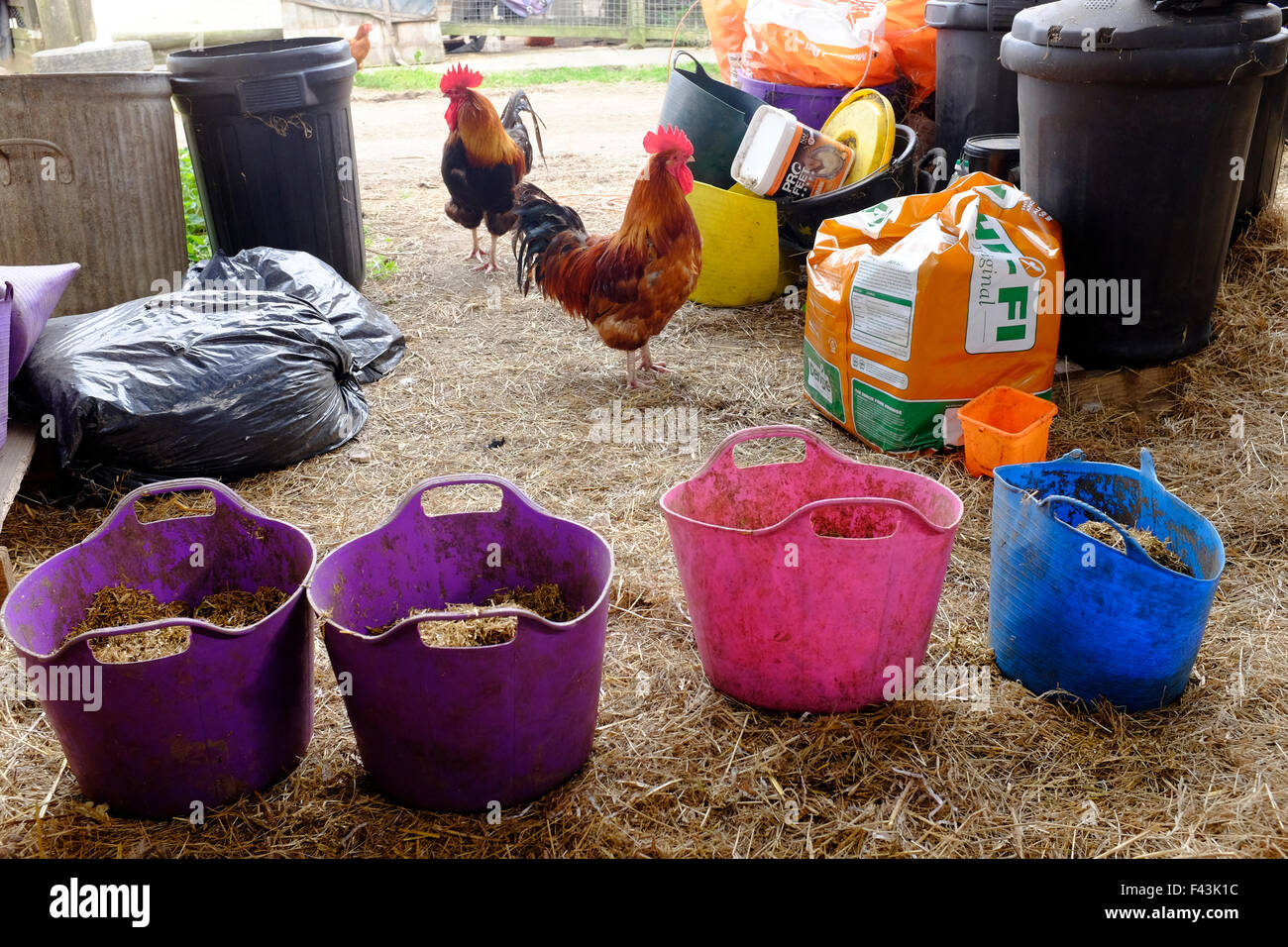 Chickens hens cockerals cokeral hen eating grain amongst horse feed