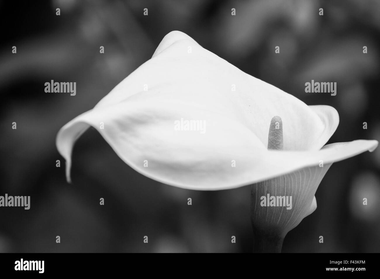 Peace lily flower bloom, in black and white Stock Photo Alamy