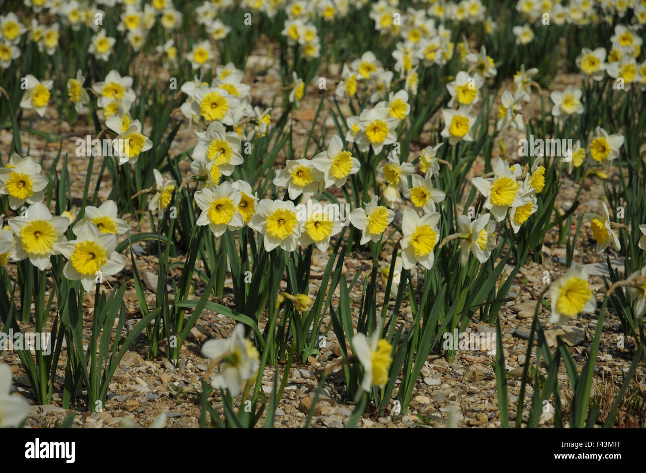 Nonesuch daffodil Stock Photo