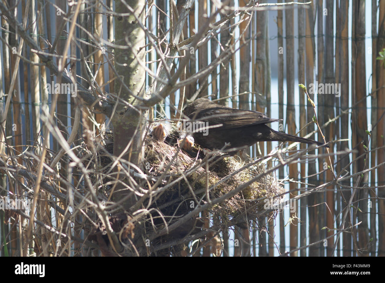 Blackbird Stock Photo
