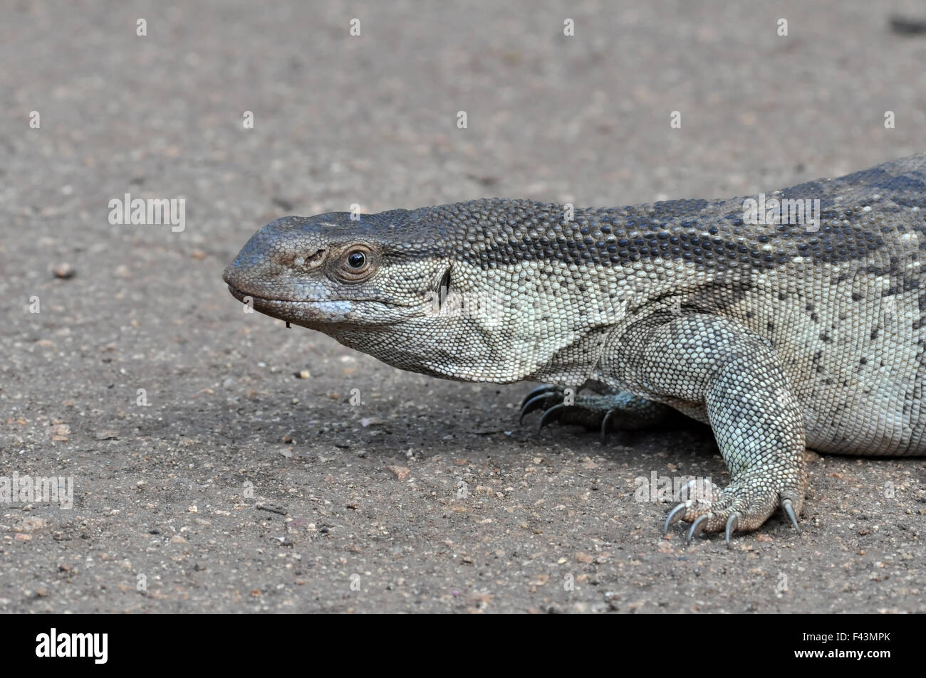 Monitor Lizard Stock Photo