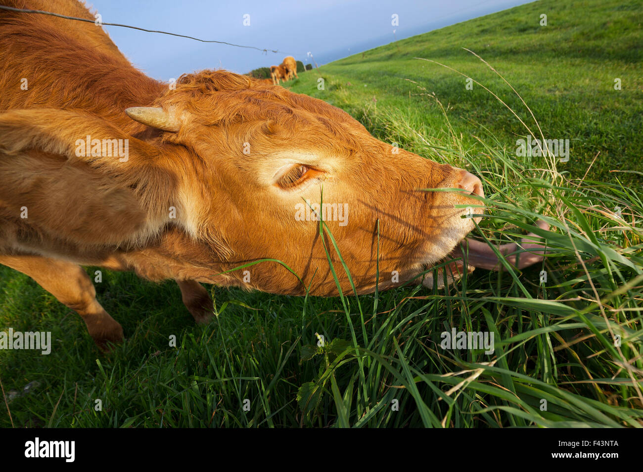 Grazing cow in Normandy, France. Stock Photo