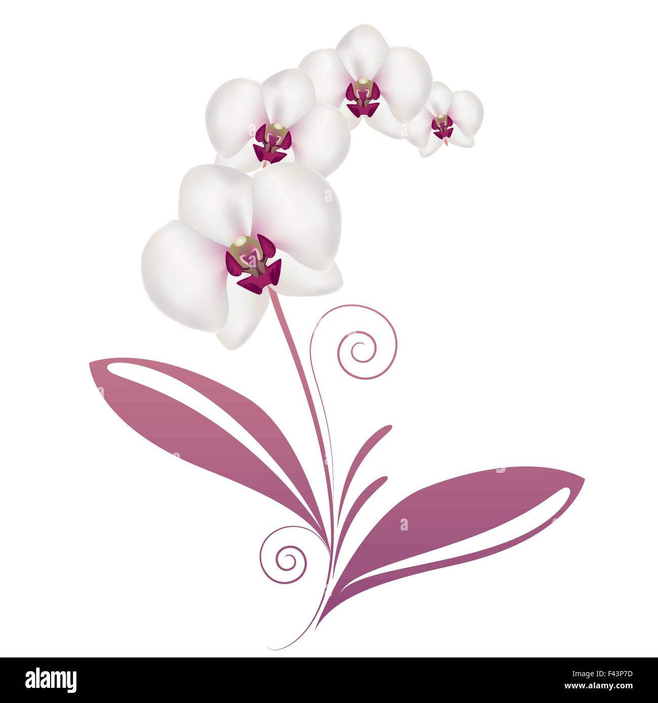 Orchid vector vectors hires stock photography and images Alamy