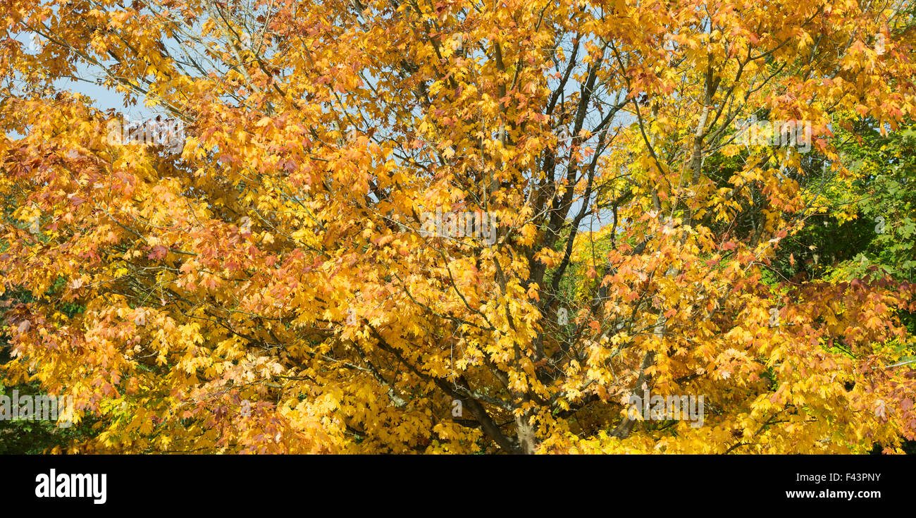 Acer Saccharum Nigrum. Black Maple tree leaves in autumn. Panoramic Stock Photo