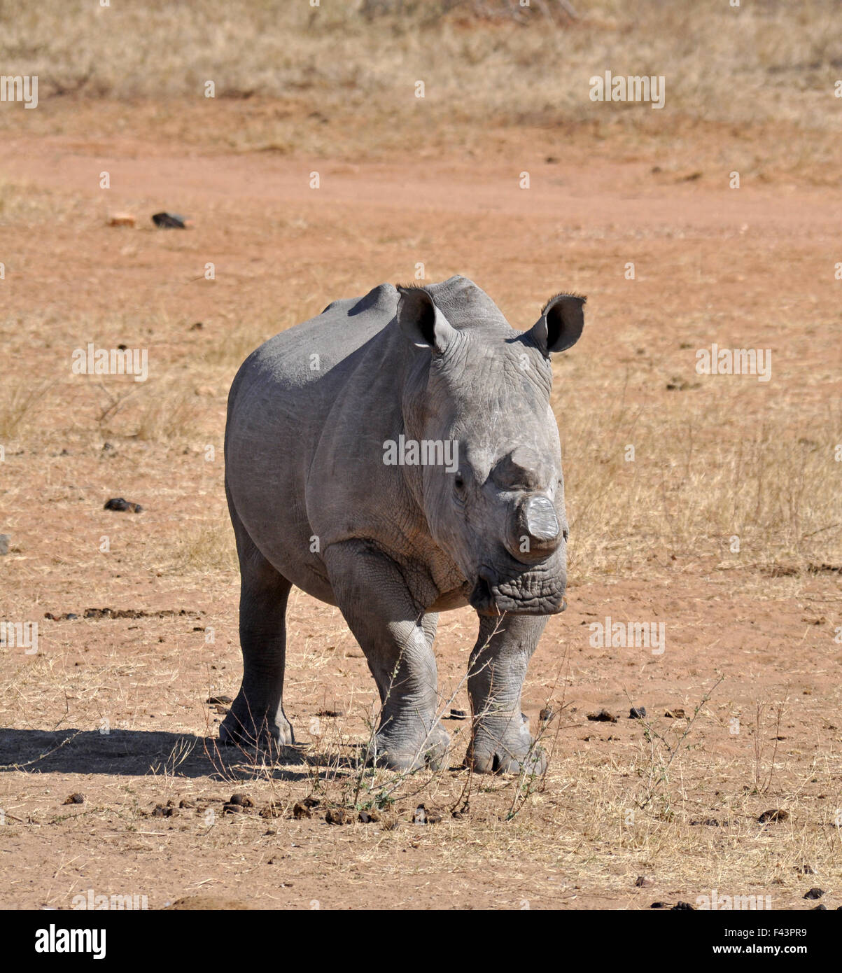 White rhino front view hi-res stock photography and images - Alamy