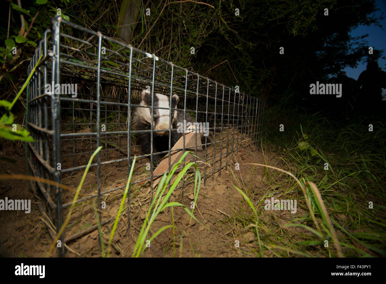 A European Badger (Meles meles) caught in a cage trap awaiting vaccination as part of bovine tuberculosis (bTB) vaccination trials on farmland in Gloucestershire, UK. June 2011. Stock Photo