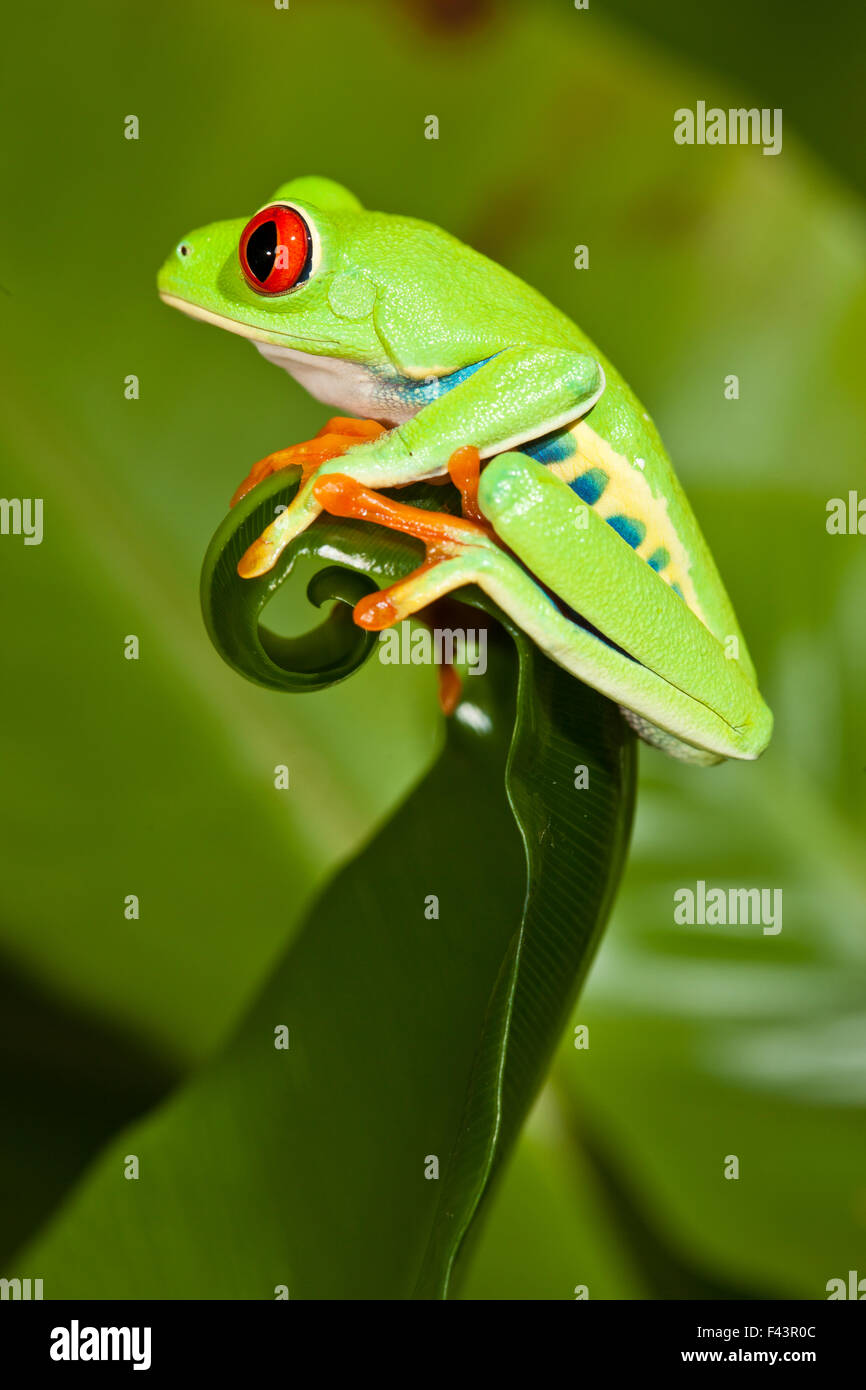 Red-eyed Treefrog (Agalychnis callidryas) on leaf, captive, from South America Stock Photo