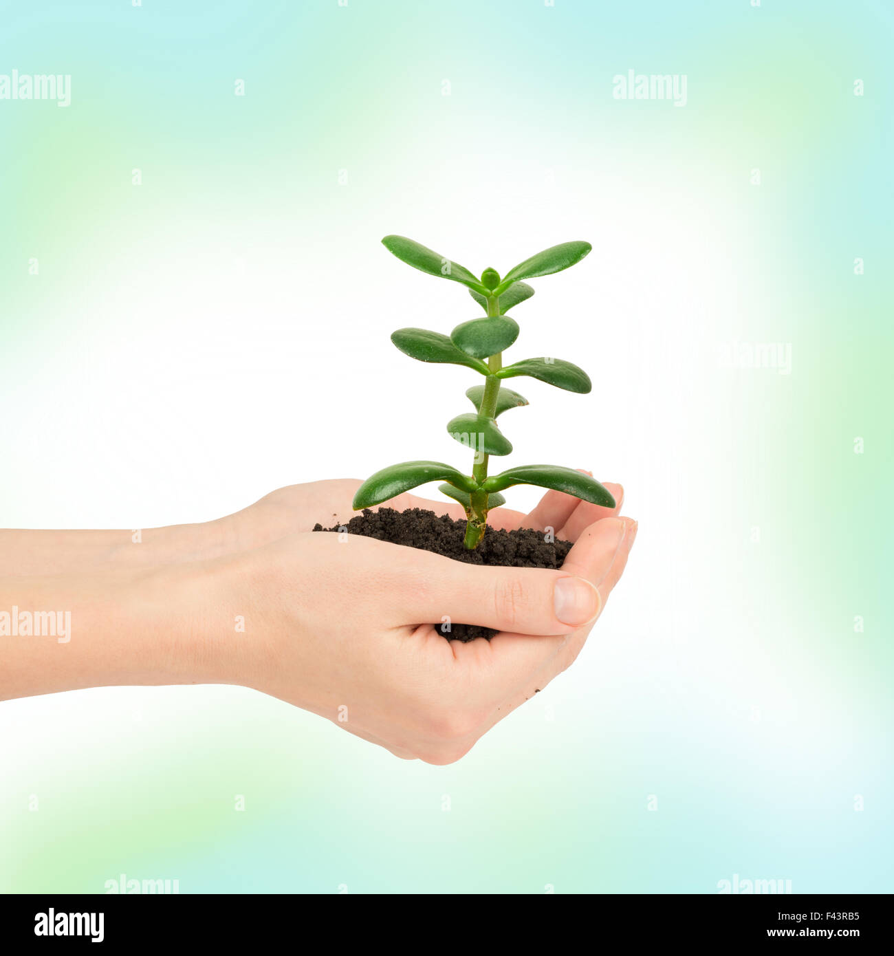 Womans hands holding plant with ground Stock Photo - Alamy