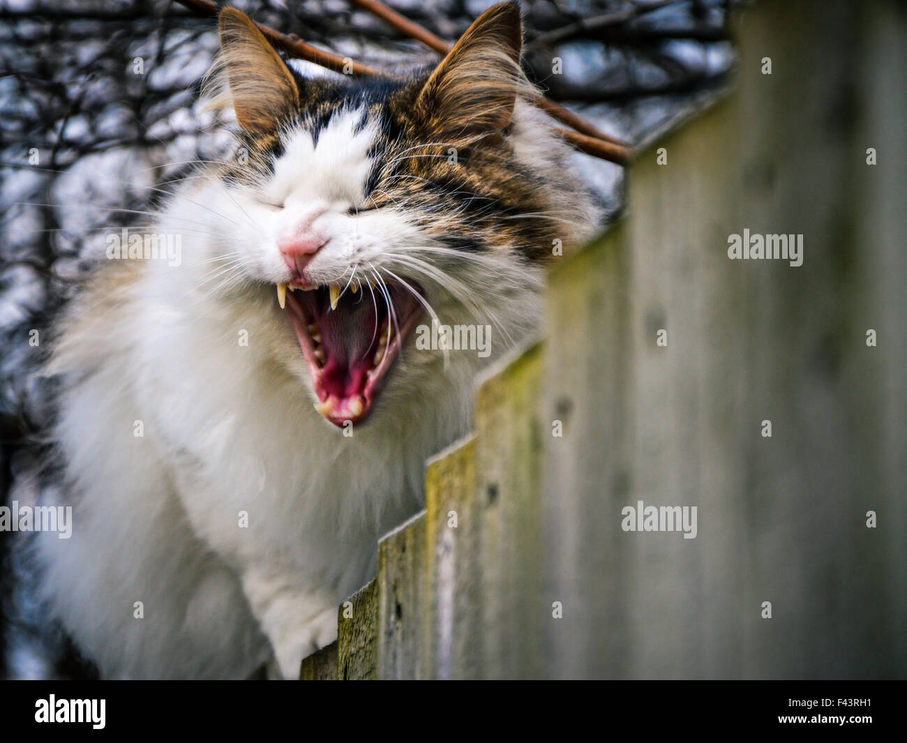 Not-a-morning cat is unamused by your morning camera visit. Stock Photo