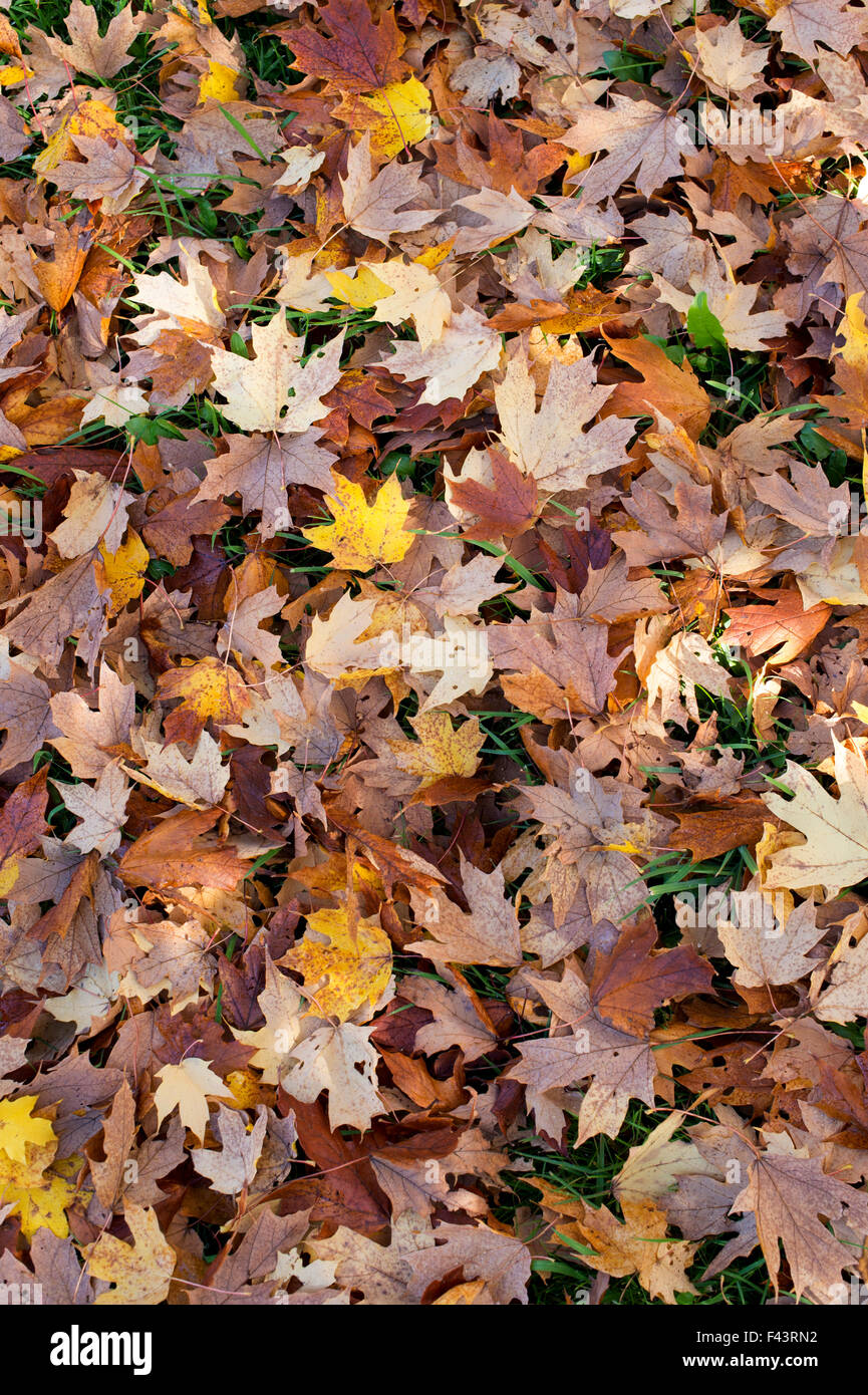 Acer Saccharum Nigrum. Fallen Black Maple tree leaves in autumn on the ground Stock Photo