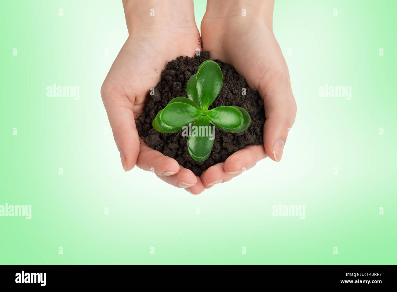 Womans hands holding plant, top view Stock Photo - Alamy